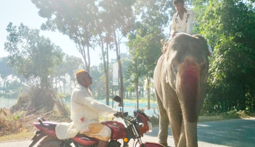 হাটবাজারে হাতি নিয়ে চাঁদাবাজি!