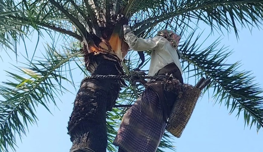 যশোরে শুরু হয়েছে খেজুর রস আহরণের প্রস্তুতি