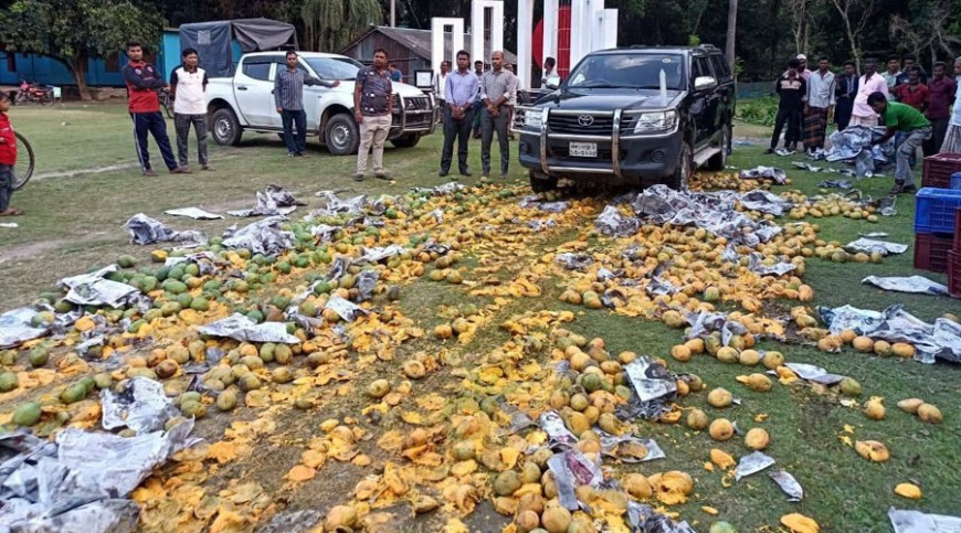 দেবহাটায় অপদ্রব্য মেশানো হাজার কেজি আম বিনষ্ট