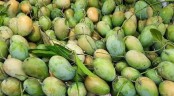 চুয়াডাঙ্গা সদর