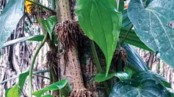 চুইঝালে সচ্ছলতা সাত হাজার পরিবারে