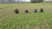 পাইকগাছায় বেড়েছে পাট চাষ