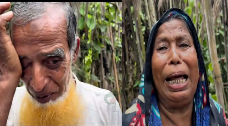 পানবরজ কেটে সাফ, বৃদ্ধ দম্পতির কান্না