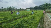 যশোরে সবজি উৎপাদনে বিপ্লব ঘটাচ্ছে মালচিং প্রযুক্তি