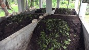 বর্জ্যেই সম্ভাবনার সোনা