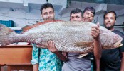 বাগেরহাটে এক মাছ আড়াই লাখে বিক্রি