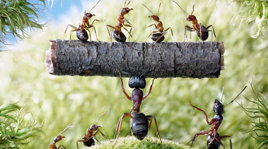 পিঁপড়ার ফুসফুস থাকে না