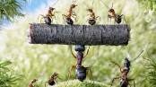 পিঁপড়ার ফুসফুস থাকে না